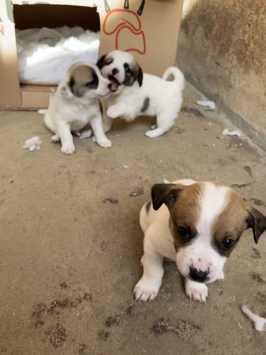 catelusi de curte si lup