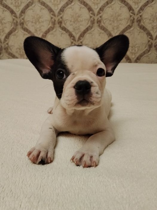 Идеальная француженка для вас!