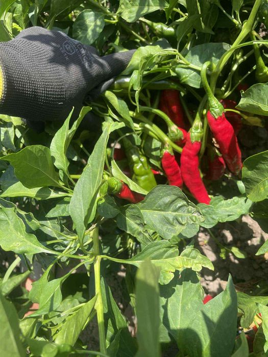 Boia dulce & iute 100% naturală – direct de la producător român!