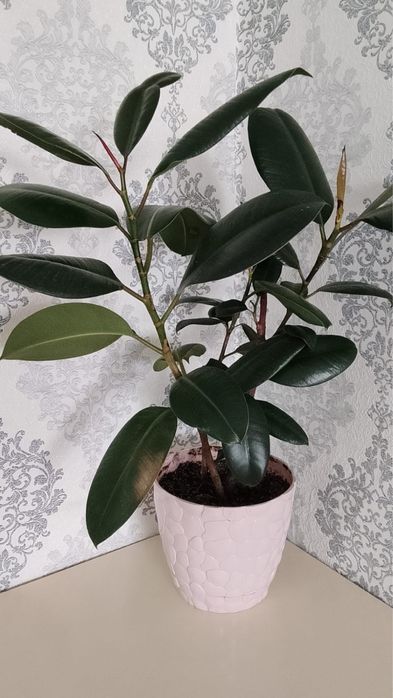 Домашнее растение. Фикус