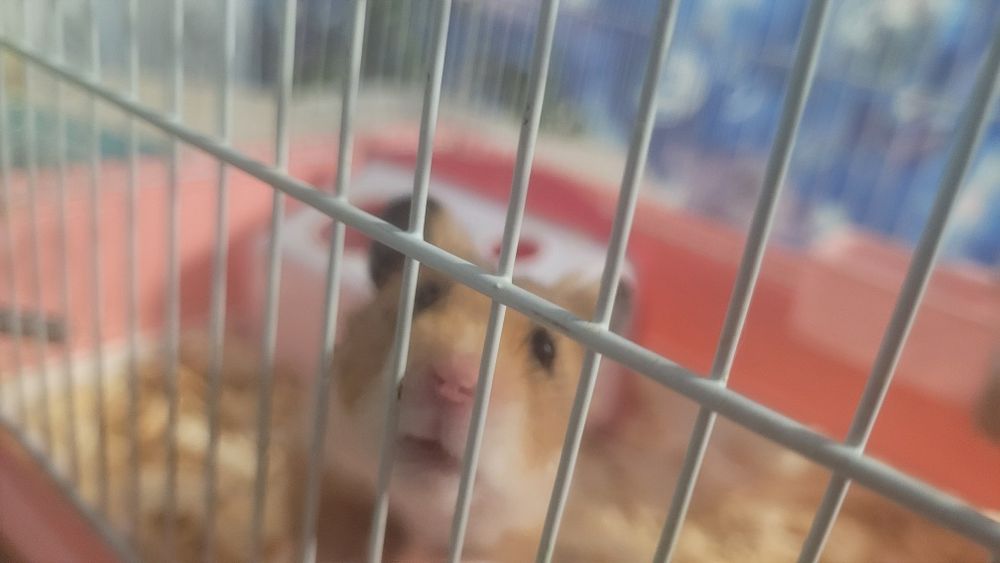 Продам хомяков мальчика и девочку