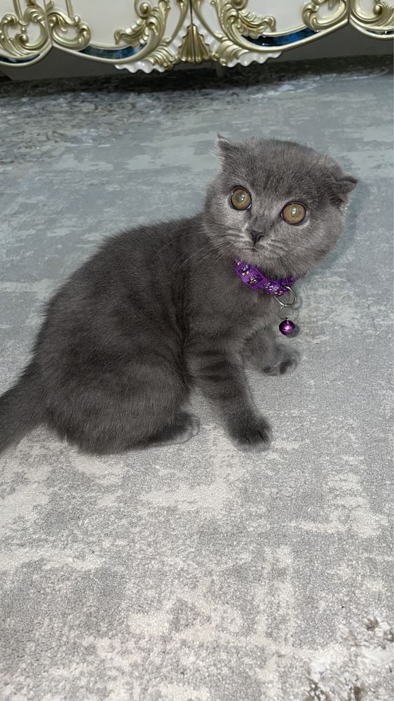 Mushuk bolasi котёнок кошка Кошка вислоухая Scottish fold