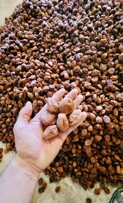 Табиий витамин уриклар