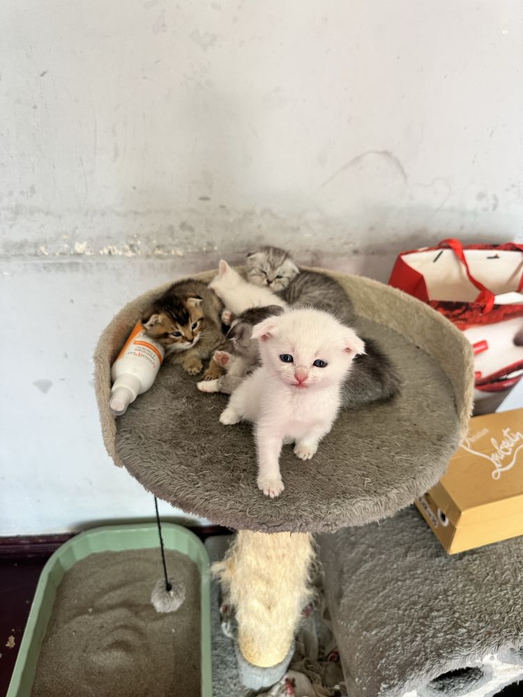 Scottish fold 1,5 oylik