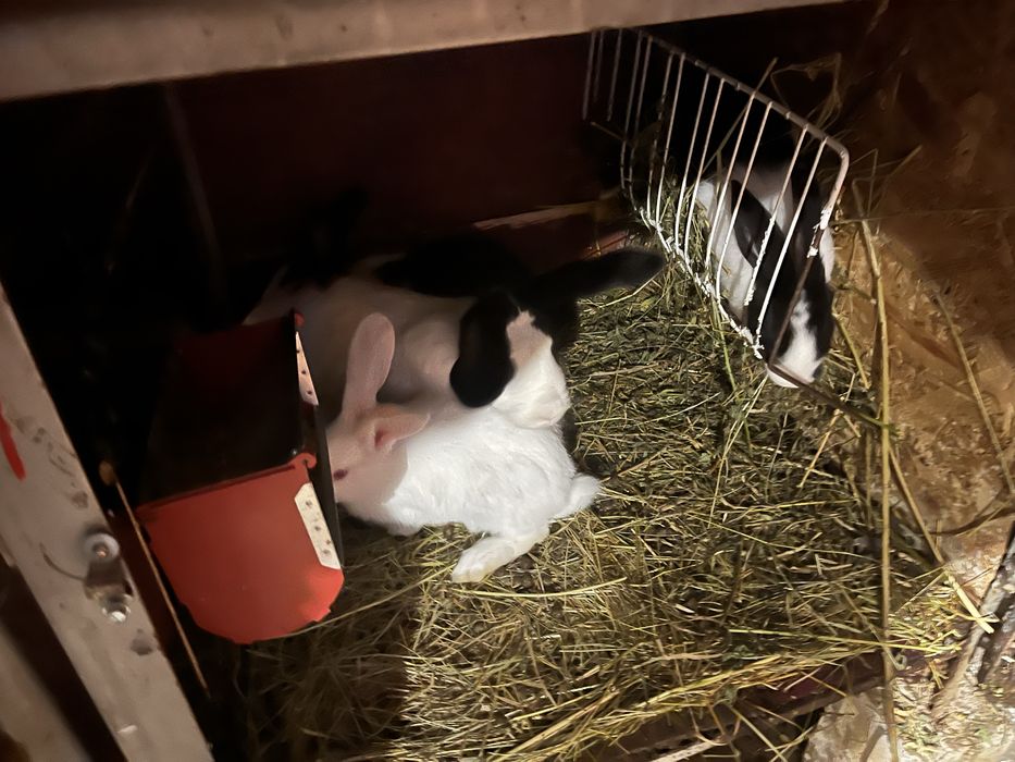 Iepurasi 2 luni si maturi