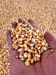 Vand porumb productie proprie 2025