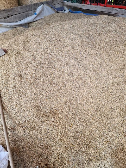 Ovăz, soiul Mureşana