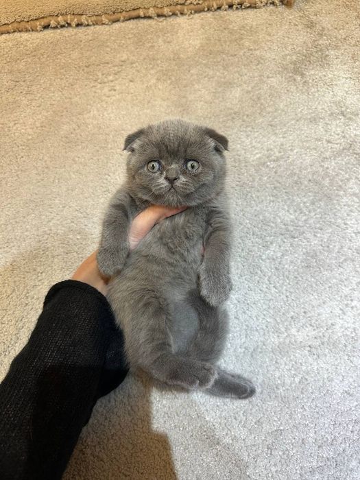 Продается чистокровный скоттиш фолд