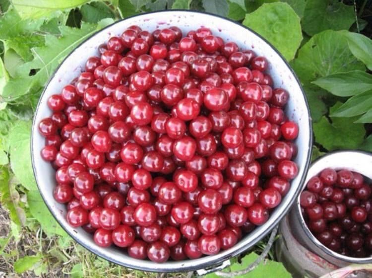 Домашняя вишня, малина, смородина. Сортировка.