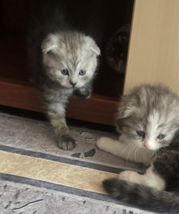 Шотланский веслохий котчта