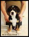 Vand Pui Greater Swiss Mountain Dog