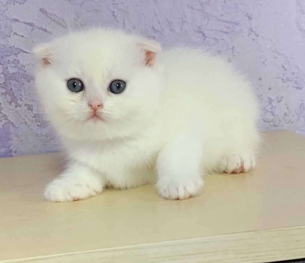 Scottish Fold - baietel, 2 luni - Pedigree