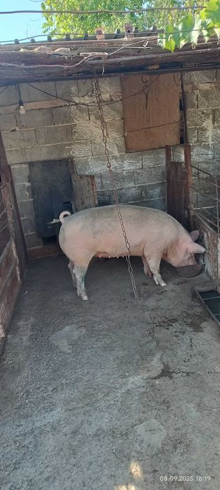 Продавам прасе за коледник