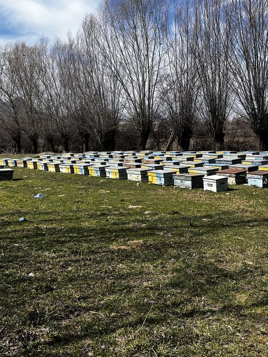 Пчелопакеты пчелы