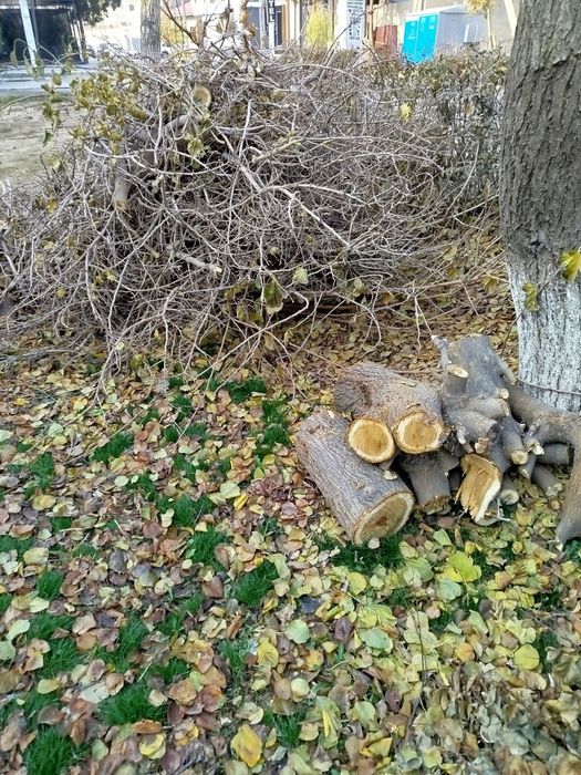 Ŏtinlar tekinga beriladi, tut daraxti
