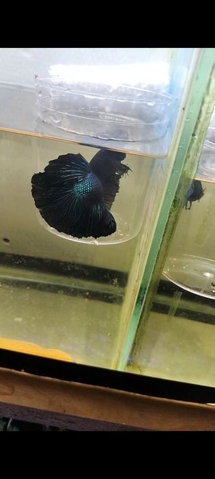 Аквариумный рыба петушок