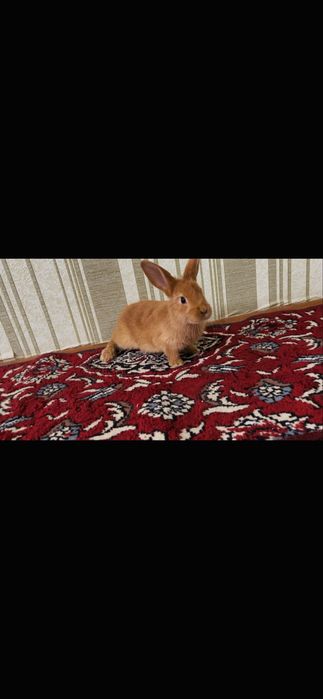 Burgun quyon sotiladi