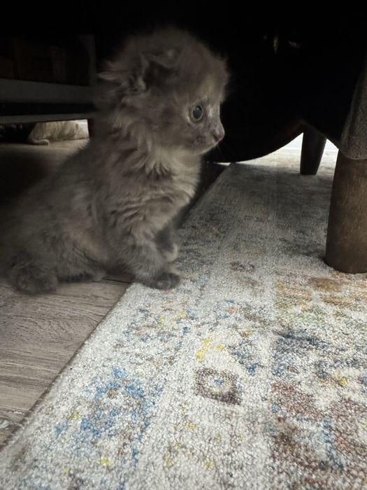 Котенок 1.2 месяца