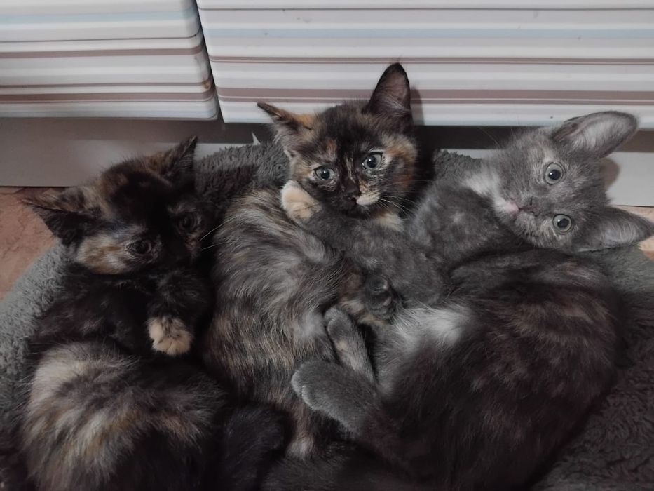 Отдам котят в добрые руки котят