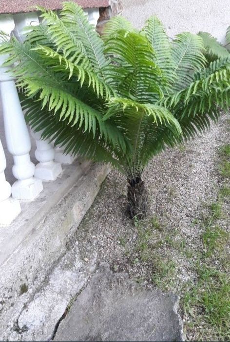 Feriga decorativa ( Pana strutului) / Ferigi