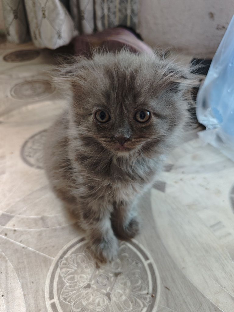 Веслоухие котята