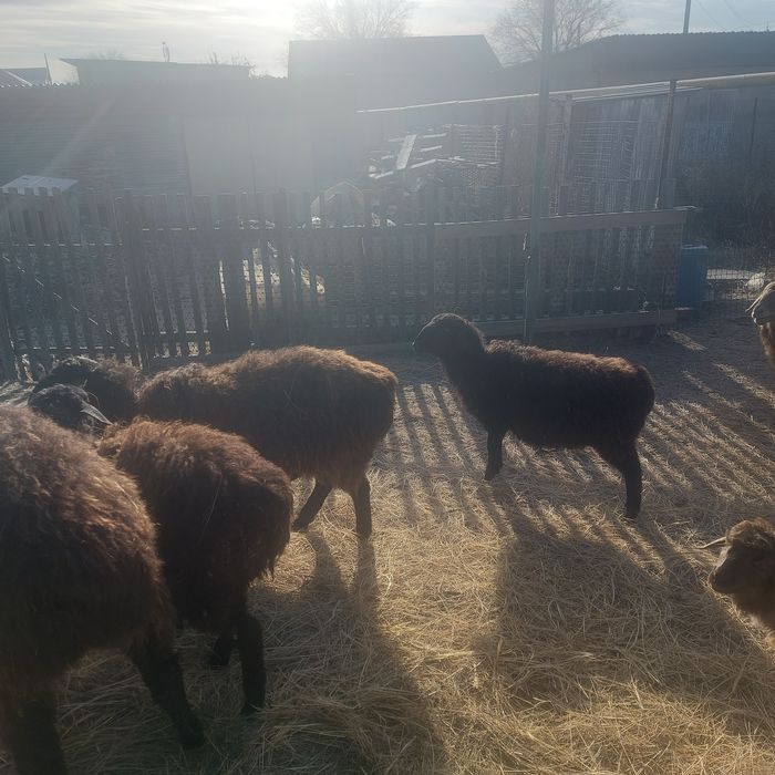 Қой сатылады.Оптом.