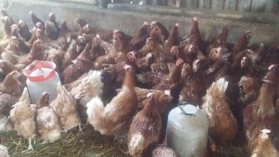 Gaini ouătoare roși puicuțe tinere crescut pe sol