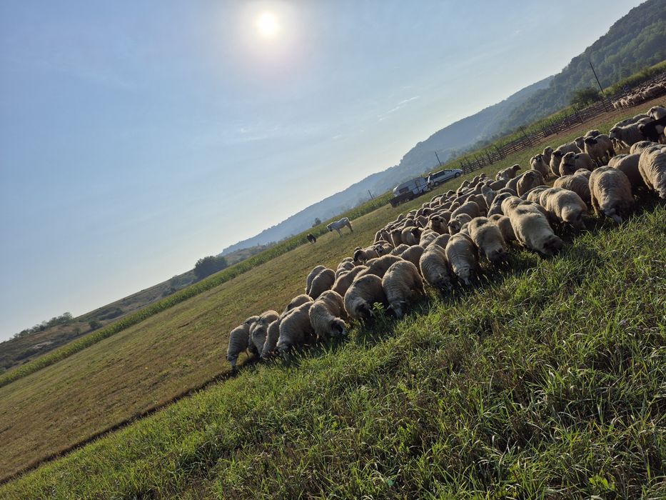 de vanzare oi si miei