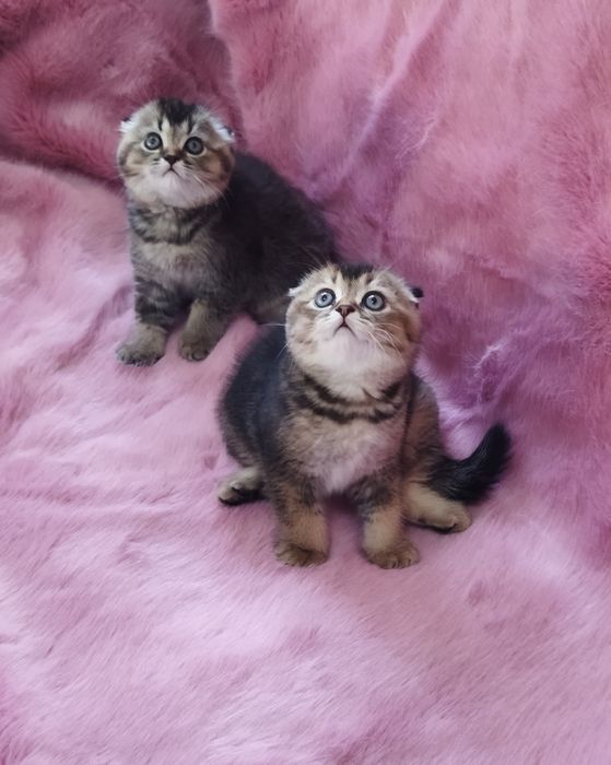 Шотландский котёнок Фолд