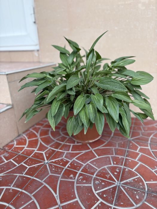 Комнатные растение все в хорошим  состояние