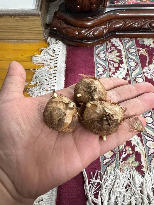 Крокус продам разние растения