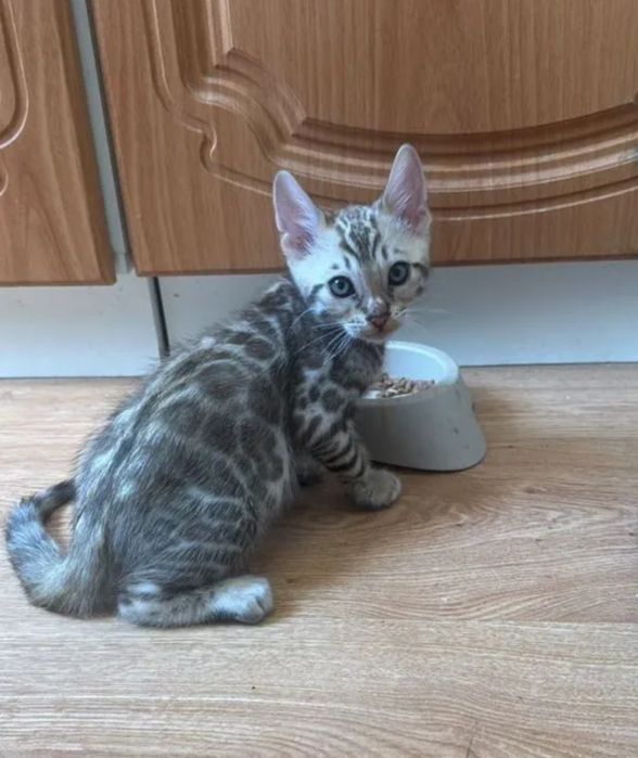 Бенгальские котята