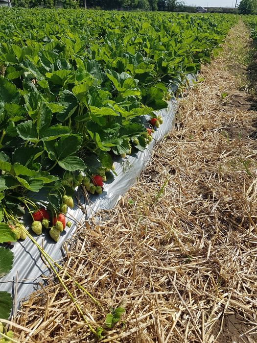 Stoloni Capsuni Remontante ALBION și soiuri anuale