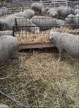 Vand 25 de oi  din rasa Merinos de Palas