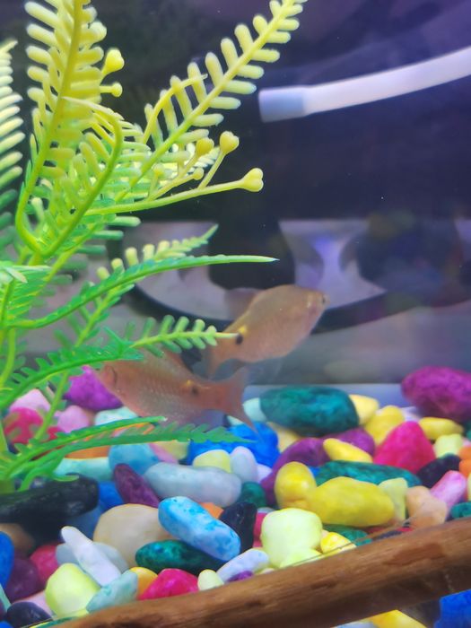 Барбус огненный.