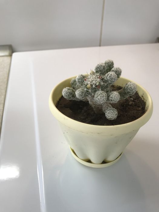 Продам кактусы. Большой выбор!