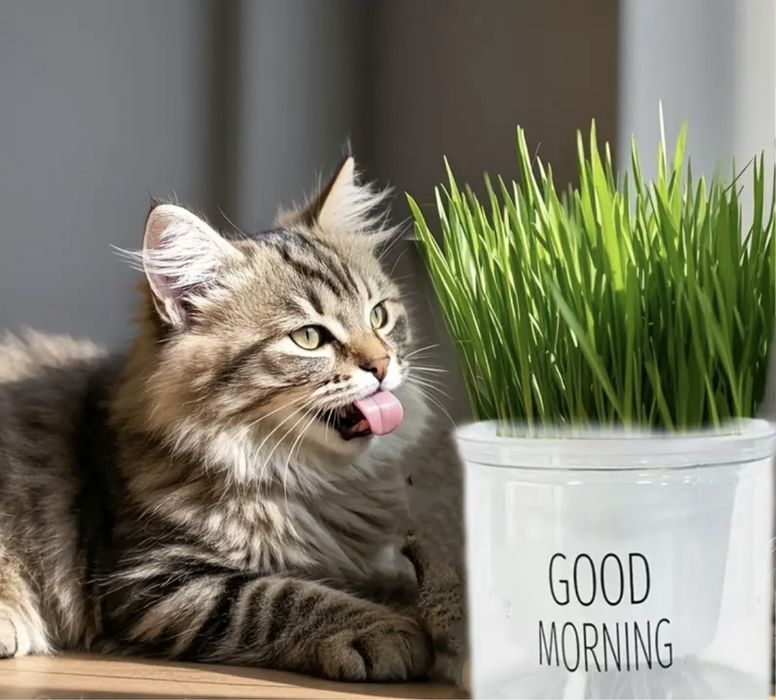 Саксийка за трева за домашни любимци