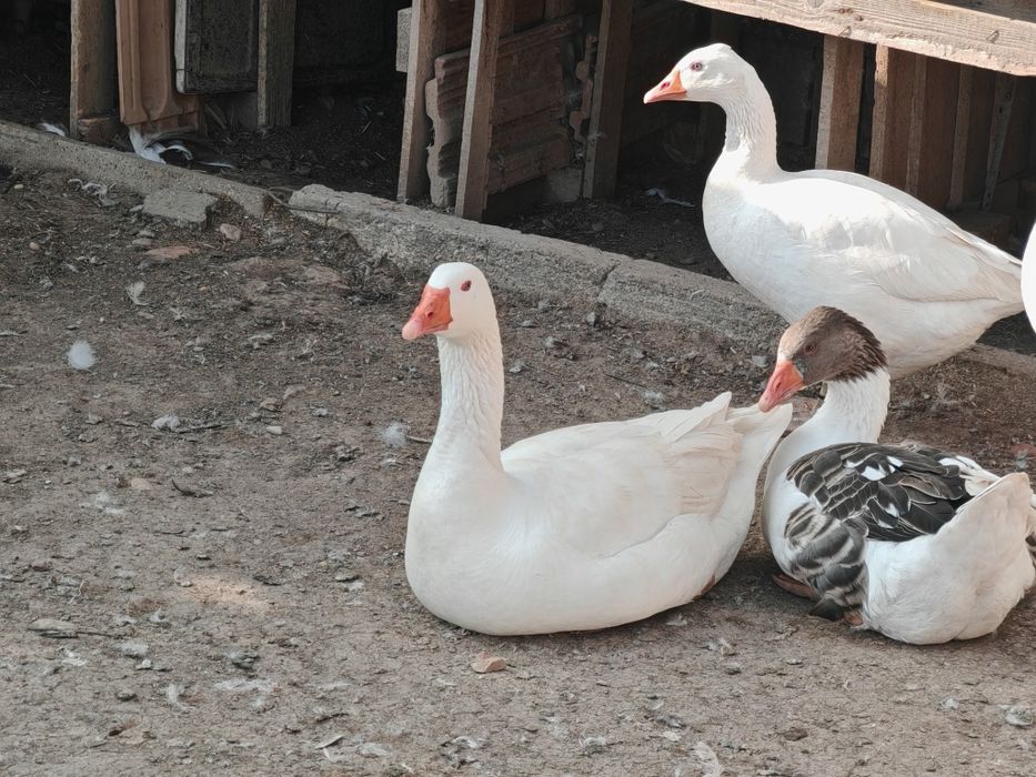4 gâște și 3 gâscani