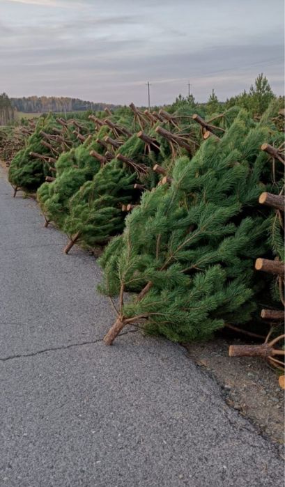 Новогодняя ёлка сосна елка