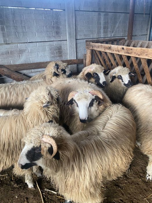 Vând 7 mieii  toți sunt berbecuți