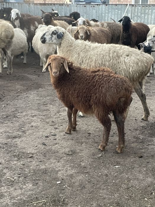 Продам овец с ягнятами