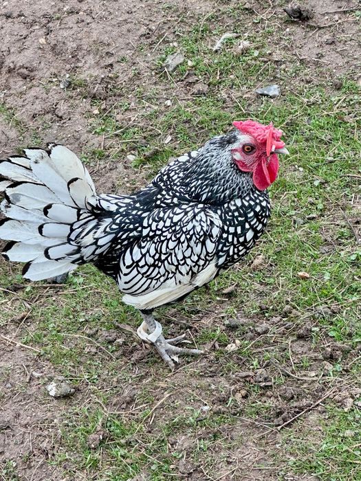 Oferta Familie de Găini Sebright Argintiu 6 bucati