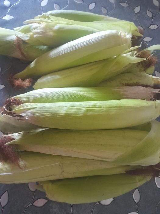 Vând porumb de fiert !