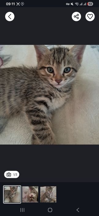 Котята бесплатно