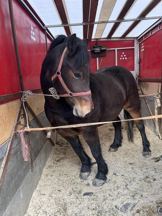 Iapa de 4 ani de vinzare garantata de ham pret 180 de milioane negocia
