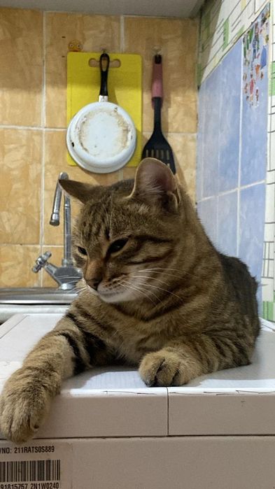 Отдам кота бесплотно