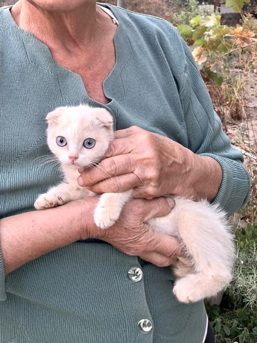 Котенок вислоухий, с голубыми глазами мальчик