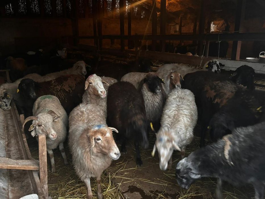 Продам баран живьём и через весы