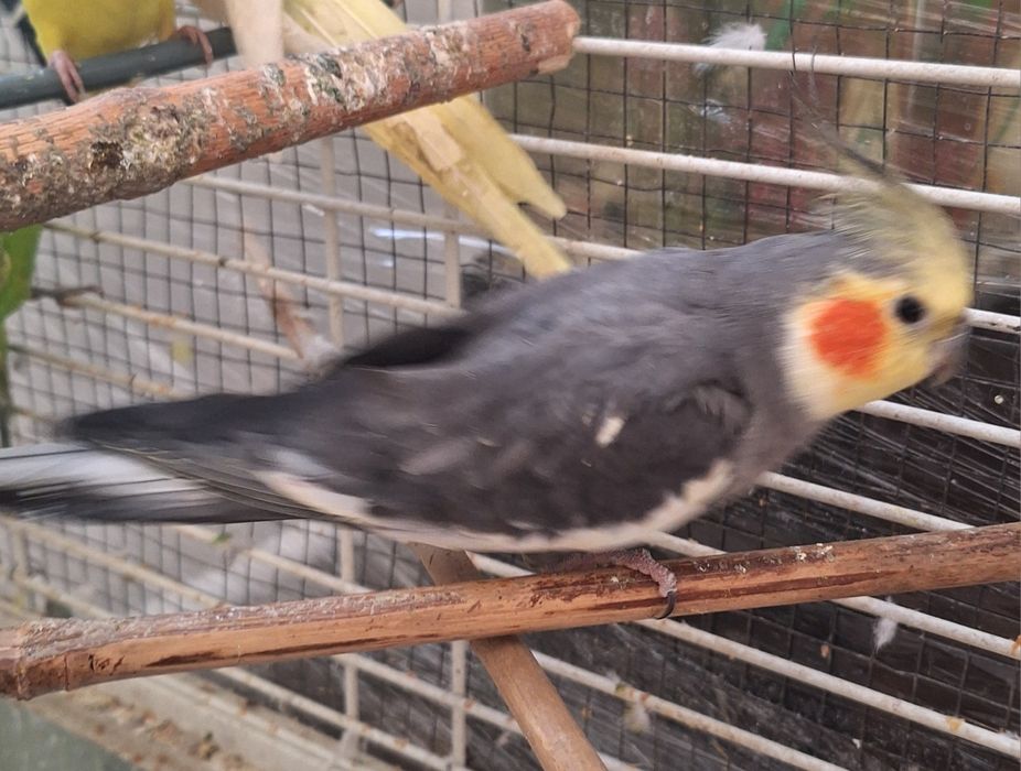 Попугай, коррелы серые.