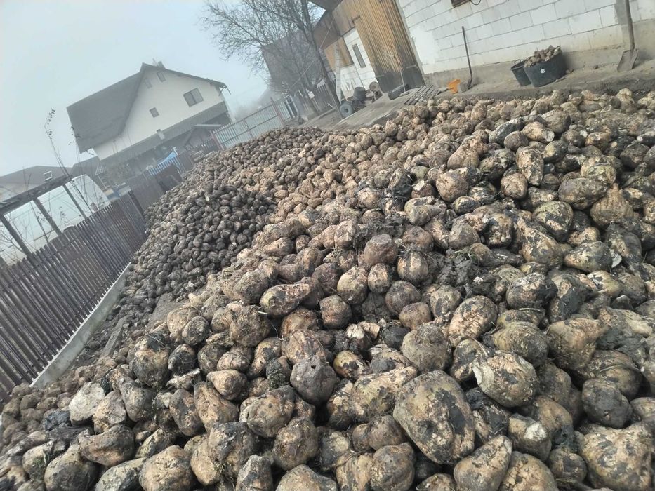 Sfecla de zahăr 0,30 de bani kg